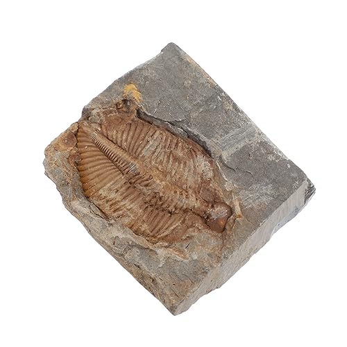 HOMOCONO Educational Trilobite Specimen Real Marine for Boys and Girls' Learning and Home Decor