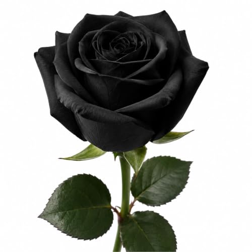 Image of Rare Black Rose Live Plant with Free 4 Inch Pot | Pack of 1 Healthy Flowering Plant for Home Garden, Balcony, Terrace & Outdoor Decoration