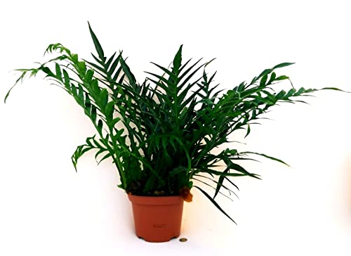 POWERS TO FLOWERS - FELCE AGLAOMORPHA XXL, VASO 22CM DIAMETRO, PIANTE PURIFICA ARIA, pianta vera