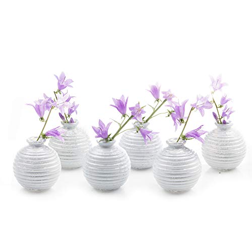 CHIVE - Set of 6 Smasak 2.5