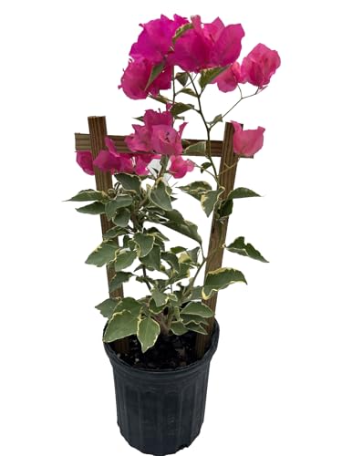 Variegated Pink Bougainvillea image