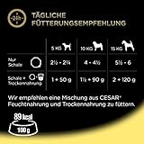 Cesar Hundefutter Nassfutter Klassiker mit zartem Huhn und Truthahn, 7 er Pack (7 x 2 Schalen x 150 g)