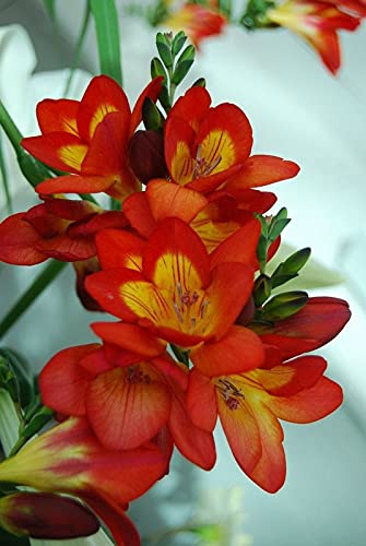 See full amazon price history chart for Radha Krishna Agriculture Imported Variety Freesia Flower Bulbs All Season Flower Bulbs for Pot & Home Garden Pack of 4 Flower Bulbs Radha Krishna Agriculture Imported Variety Freesia Flower Bulbs All Season Flower Bulbs for Pot & Home Garden Pack of 4 Flower Bulbs (B097QB9B6L) Amazon Price History, Amazon Price Tracker