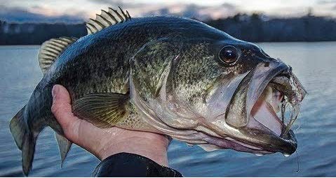Rock Crawler Tungsten Football Jigs For Bass Fishing - Premium Tournament-Grade Jig Head Fishing Lure Set - Perfect Fishing Kit Gift For Serious Anglers 1/2, 3/4, 1 Oz #TOP6