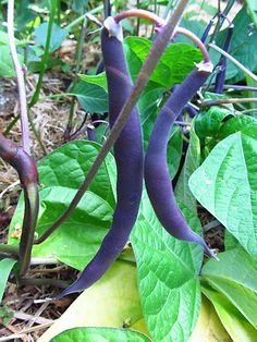 Royal Burgundy Bush Bean Seeds For Planting, 30 Heirloom Seeds Per Packet, (Isla's Garden Seeds), Non Gmo Seeds, Botanical Name: Phaseolus Vulgaris, Great Home Garden Gift #TOP4
