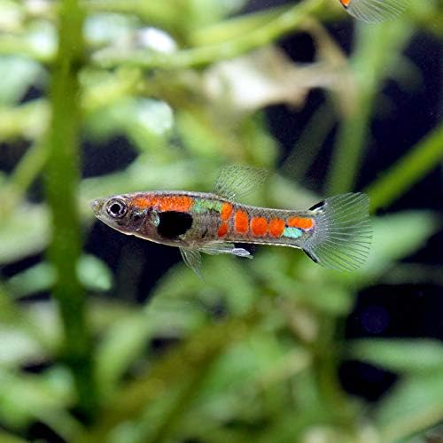 熱帯魚 エンドラーズ ライブベアラー ラグナ デ パドス オレンジドット 国産グッピー １ペア 北海道 九州航空便要保温 沖縄別途送料 Charm チャーム 観賞魚 水中生物 通販 Amazon