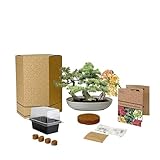 Pronto Seed Bonsai Bowl Starter Kit | Complete Grow Your Own Set with 3 Seed Varieties, Propagator, Coir Discs & Growing Instructions | Gift for Men (Trio)