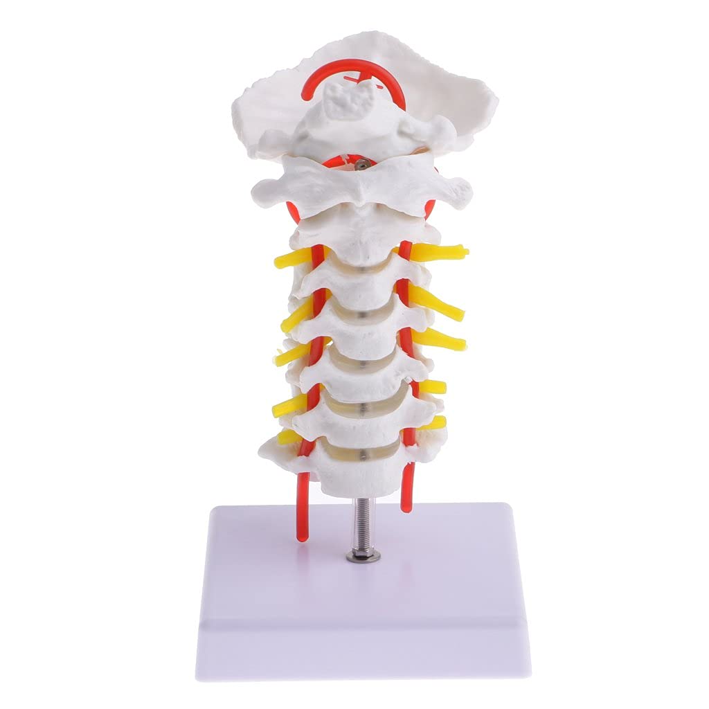 See full amazon price history chart for Kay Kay Industries 14.5cm Human Anatomical Cervical vertebrae Spine Cord Life Size Model for Study Kay Kay Industries 14.5cm Human Anatomical Cervical vertebrae Spine Cord Life Size Model for Study (B0C72PLHSC) Amazon Price History, Amazon Price Tracker