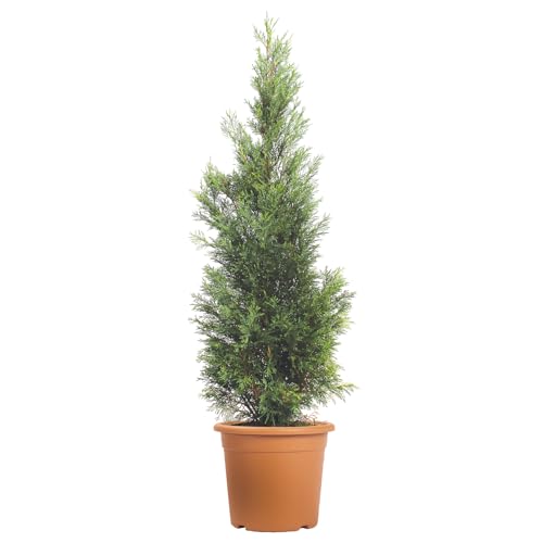 KENTIS - Cupressocyparis Leylandii Pyramidalis - Cipresso di Leyland Piramidale - Piante Vere da Esterno Siepe Sempreverde - H 125/150 cm Vaso Ø 24 cm