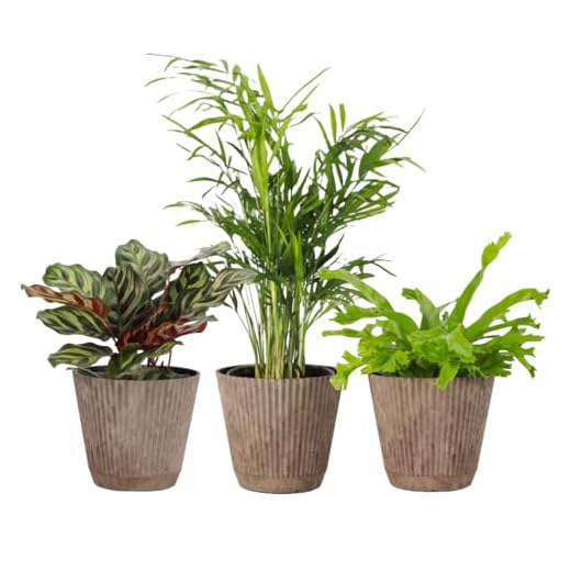 Thorsen's Greenhouse Live Pet Safe Houseplants (3 Pack), Easy to Grow, Pet Friendly & Non-Toxic, Grower's Choice Bundle, 4-inch Diameter Established Plants, Coffee Ruffled Pot (3-Pack)