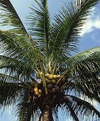 20 semi di albero Ilex Aquifolium 20 semi