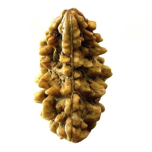 100% Natural Real Rudraksha EK MUKHI 1 One Faced Rudraksha is Symbolic to The Religious Shiva
