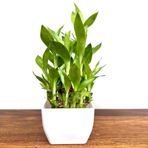 Image of Two layer lucky bamboo | For Living Room or Office table | indoor plants for good luck and air purification (Bamboo Plastic White Pot)