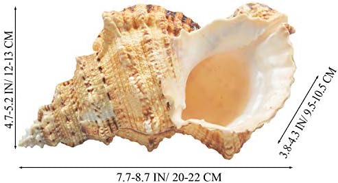 Large Natural Sea Shells, Murex Ramosus shells, Huge Ocean Conch 18-20 cm Jumbo Seashells Perfect for Wedding Decor Beach Theme Party, Home Decorations,DIY Crafts, Fish Tank and Shell Collectors (5)
