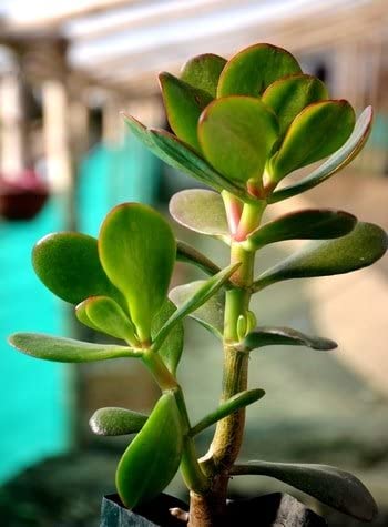 Crassula Ovata ‘Money Tree’ (Feng Shui Plant) (B0B1XDM762) Amazon Price History, Amazon Price Tracker