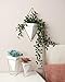 Umbra Trigg Hanging Planter Vase Wall Decor, Pot and Container for Succulents, Cactus, Faux Plants, and More, Large, White/Nickel