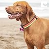 RC Pets 1 Inch Adjustable Dog Clip Collar, Large, Tan Tartan #5