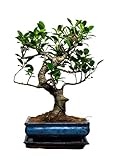 Bonsai LT