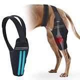 GoGoPaw Dog Knee Brace for Torn ACL Hind Leg – Support Dog Leg Brace for Back Leg with 2 Stabilizers, Adjustable Hip Support to Reduces Pain Luxating Patella, Ligament Injuries, CCL (Right Leg, XL)