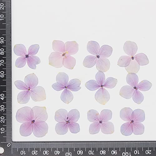 Exasinine 60 Stück getrocknete Hortensienblütenblätter, Natürliche Blütenblätter, DIY Handwerk, Fotorahmen, Aufkleber, Nagelkunst, Duftkerzen, handgemachte Seife, Lila, Trockenblumen, Hydrangea
