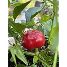 Cherry Round Calabrian Italian Picante Calabrese Spicy Pepper of Calabria Premium Seeds for Planting Packet