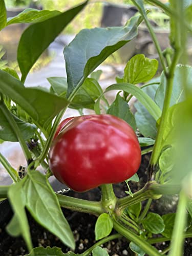 Cherry Round Calabrian Pepper Seeds