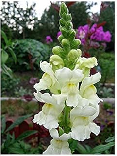 Antirrhinum majus Maximum Snow Tall Seeds Snapdragon Flowers from Ukraine 0.2 Gram