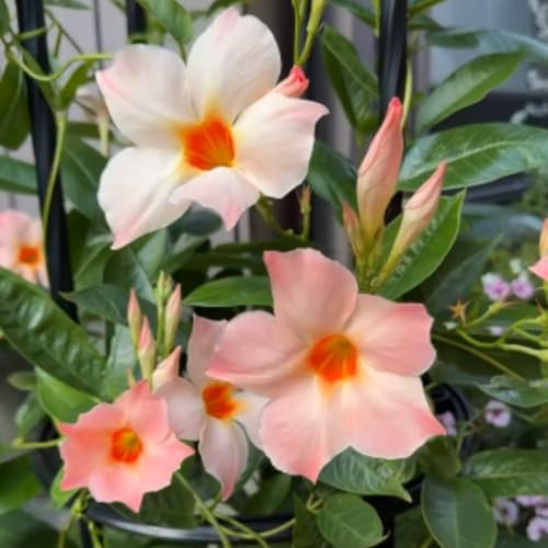 Peach Mandevilla Live Climbing Vine Plant, 5-7
