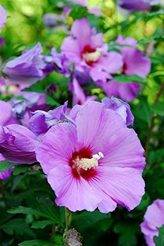 Mphmi Nurseryplant Hibiscus (Purple) - Plant (B09NMJC8YZ) Amazon Price History, Amazon Price Tracker