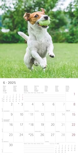 Alpha Edition - Funny Dogs 2025 Broschürenkalender, 30x30cm, Wandkalender mit Platz für Notizen und Termine, lustige Hunde-Motive, Monatsübersicht und Ferientermine DE/AT/CH