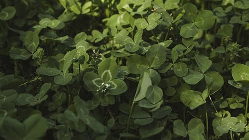 Image of Whitetail Institute Imperial Clover Deer Food Plot Seed for Spring or Fall Planting, Promotes Antler Growth and Attracts Deer, Heat, Cold and Drought Tolerant, 18 lbs (2.25 Acres)