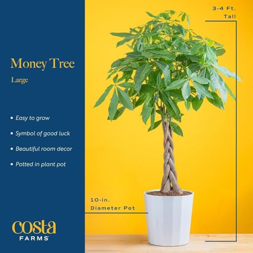 Image of Costa Farms Live Money Tree Plants (2-Pack), Large Indoor Plant 3-4 Feet Tall with Braided Trunk, Easy Care Floor Houseplants in 10-Inch Decor Pots, Pet Friendly Housewarming Gift & Office Decor