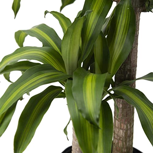 American Plant Exchange Live Dracaena Massangeana Corn Plant, Dracaena Fragrans Plant, Plant Pot For Home And Garden Decor, 10" Pot #TOP1
