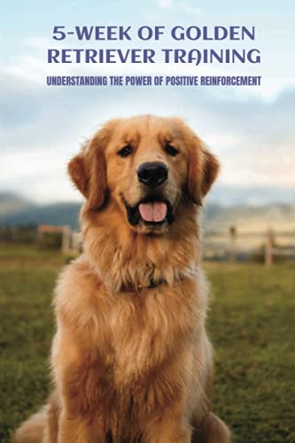 5-Week Of Golden Retriever Training: Understanding The Power Of Positive