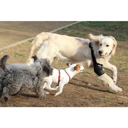 Ortocanis - Tutore per Entrambi Gomiti del Cane