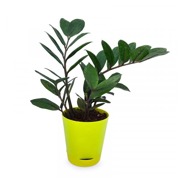 plants mania THE SIDE UP BOX plants mania THE SIDE UP BOX plants