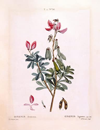 Toile botanique Restharrow Redouté pour décorer un salon élégant