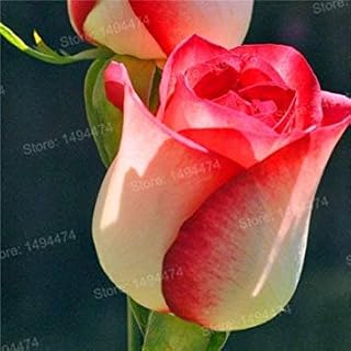SEMI PLAT firm-200pcs / bag Rare colore misto semi di fiori arcobaleno semi di bei fiori di piante bonsai semi per giardino di casa Purple rose