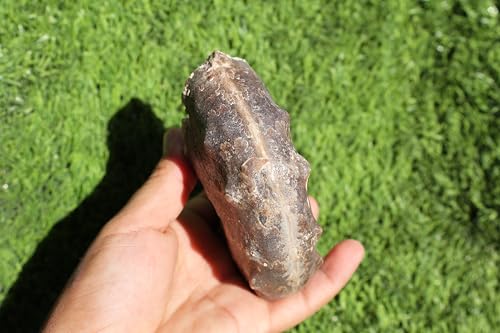 Image of Ammonite Mammites Nodosoides Ammonite Fossil Rare Ammonite Fossil Natural Fossil from Morocco A33
