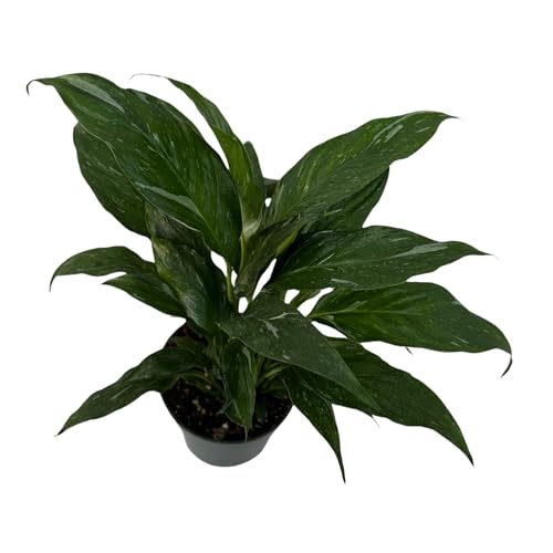 PLANTVERS Variegated Peace Lily 4 inch