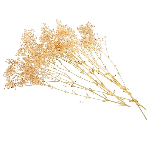 Ramo de flores secas Gypsophila blanco natural decorativo