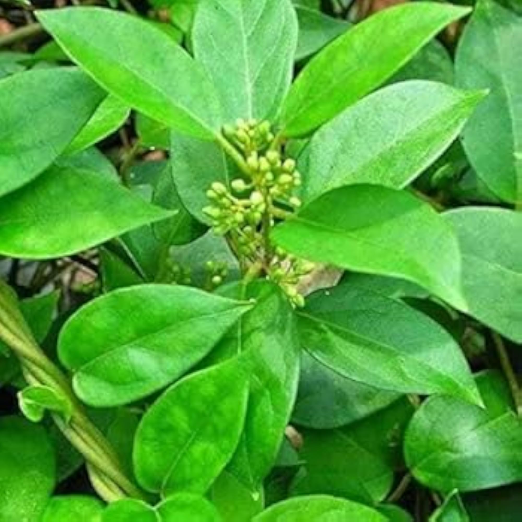 Crafbuys Herbal Sirukurinjan Powder 100g