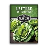 Buttercrunch Lettuce Seeds for Planting - Crisp Bibb Butter Lettuce Seeds for Gardens, Heat Tolerant High Yield Heirloom Non-GMO Variety - Survival Garden Seeds (1 Pack)
