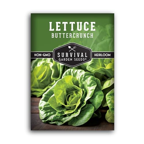 Buttercrunch Lettuce Seeds for Planting - Crisp Bibb Butter Lettuce Seeds for Gardens, Heat Tolerant High Yield Heirloom Non-GMO Variety - Survival Garden Seeds (1 Pack)