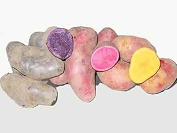 ジャガイモが作ったもの ジャガイモ植え付け機 ジャガイモ収穫機 ジャガイモ植え付け