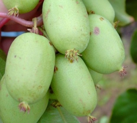 Bayern-Kiwi-Set: männliche und weibliche Pflanze, Actinidia arguta Cover