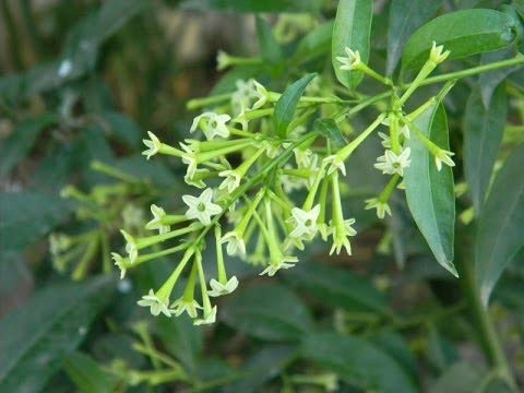 Rameshvar Enterprises | Night Queen/Raat Ki Rani Green (रातरानी) - Live Plant (B08CMSKY3B) Amazon Price History, Amazon Price Tracker