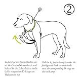 Hunter-Training und Ausbildungdgeschirr-Seite nebeneinander