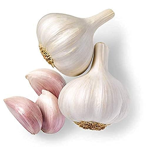 garlic bulbs for planting, lasun bulbs for gardening (Pack Of 50 Bulbs) L79