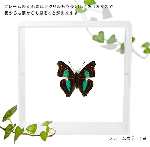 Amazon.co.jp: 蝶の標本 ナンベイコムラサキ D.laurentia コムラサキ